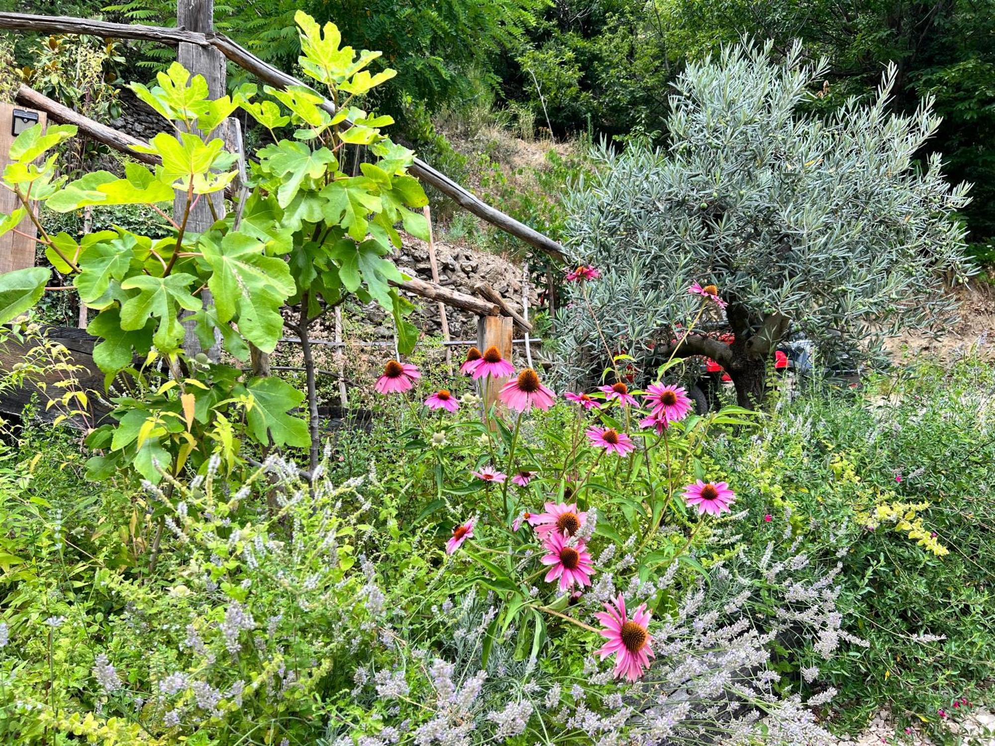 Les Magnels Bed & Breakfast Valleraugue Bagian luar foto